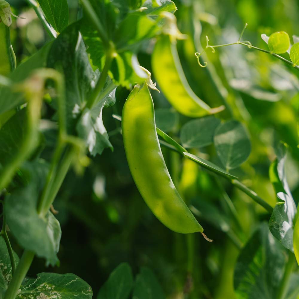 Graines de pois mange - tout 'Norli' - 20 graines biologiques