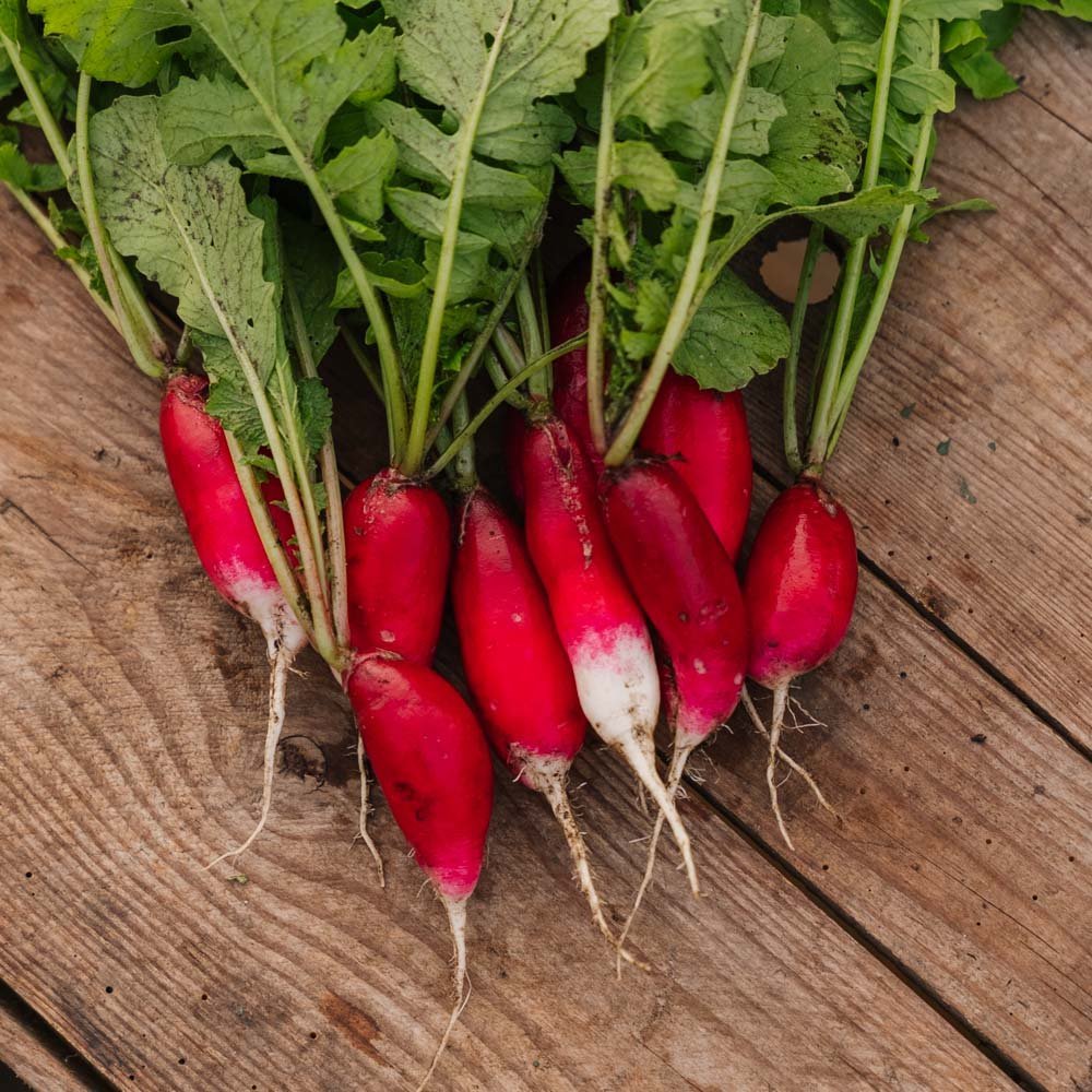 Graines de radis 'French Breakfast 2' - 50 graines biologiques