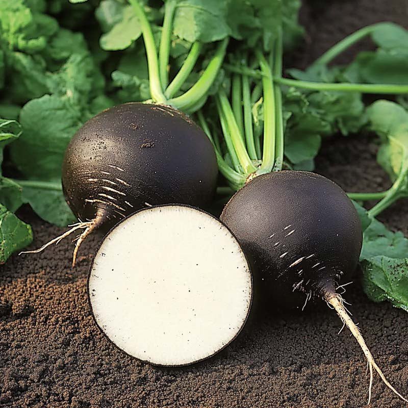Graines de radis noir 'Black Spanish Round' - 50 graines biologiques