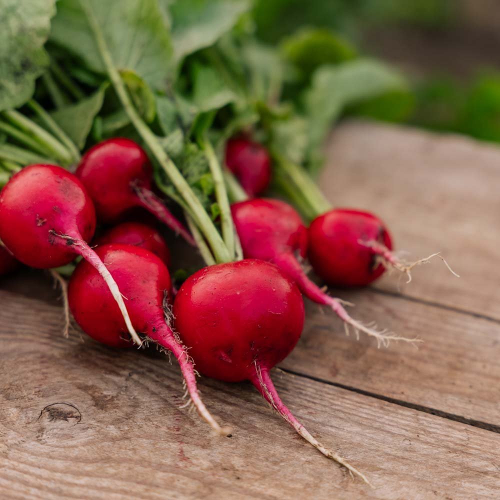 Graines de radis 'Rudi' - 50 graines biologiques