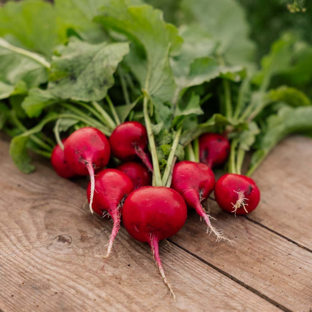 Graines de radis 'Rudi' - 50 graines biologiques