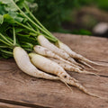 Graines de radis 'White Icicle' - 50 graines biologiques