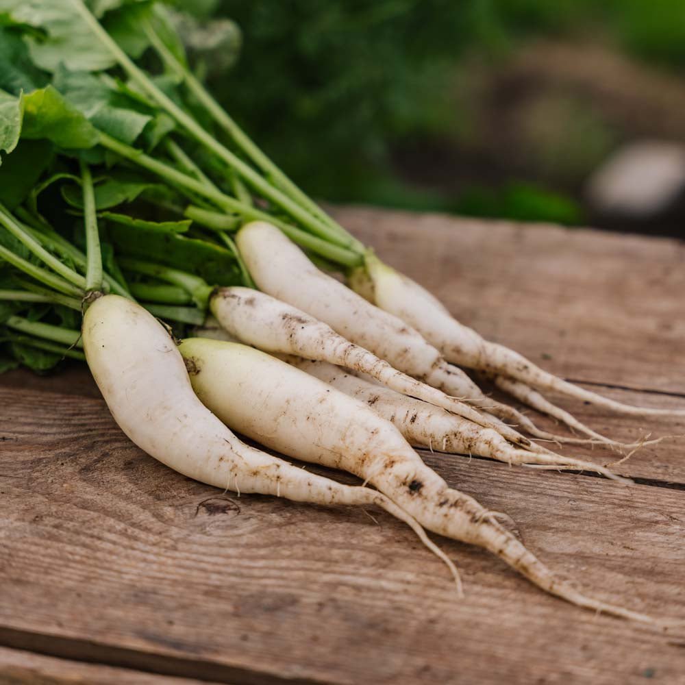Graines de radis 'White Icicle' - 50 graines biologiques