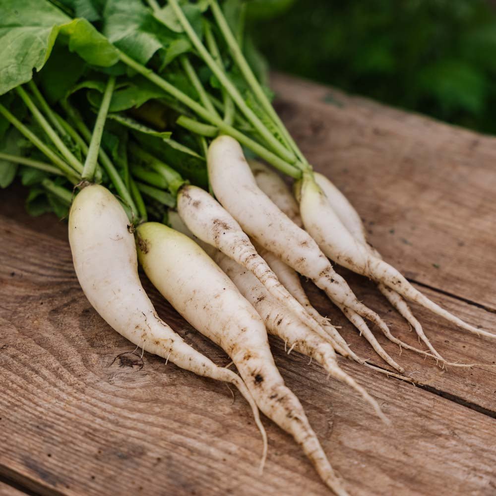 Graines de radis 'White Icicle' - 50 graines biologiques