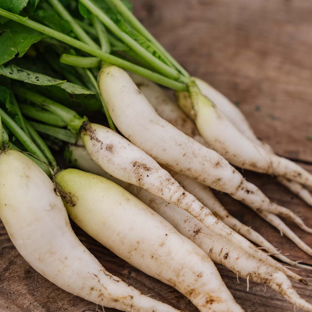 Graines de radis 'White Icicle' - 50 graines biologiques