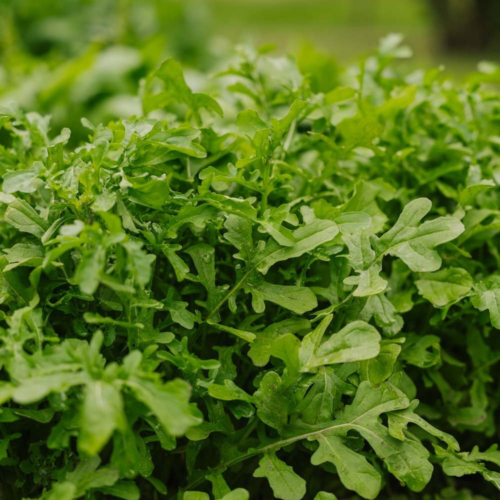 Graines de roquette 'Esmee' - 300 graines biologiques
