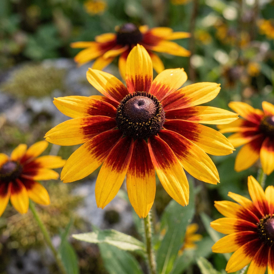Graines de rudbeckia 'Herbstwald' - 100 graines biologiques