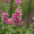 Graines de Salvia viridis 'Rose' - 100 graines biologiques