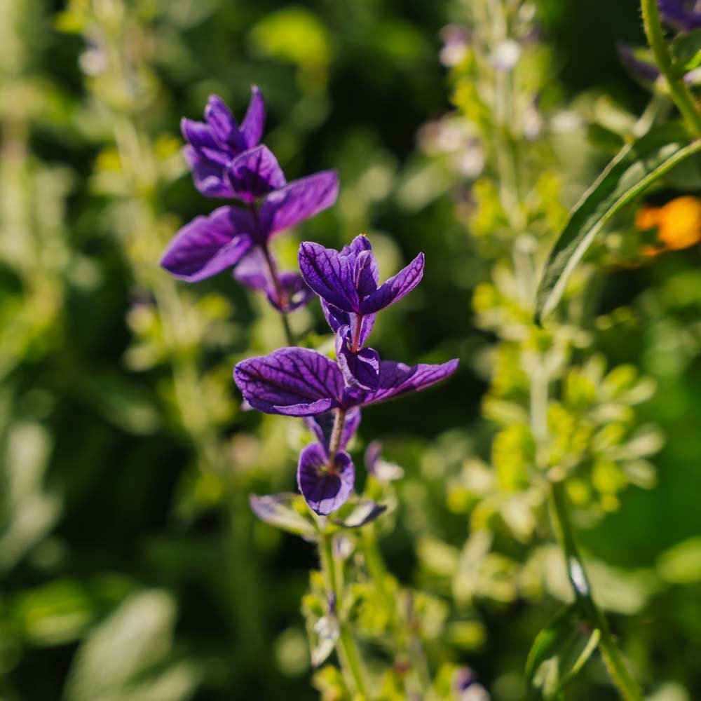 Graines de sauge 'Violette' - 50 graines biologiques