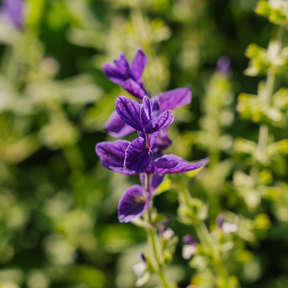 Graines de sauge 'Violette' - 50 graines biologiques