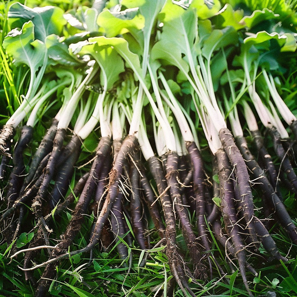 Graines de scorsonère 'VRN - Enorma' - 50 graines biologiques