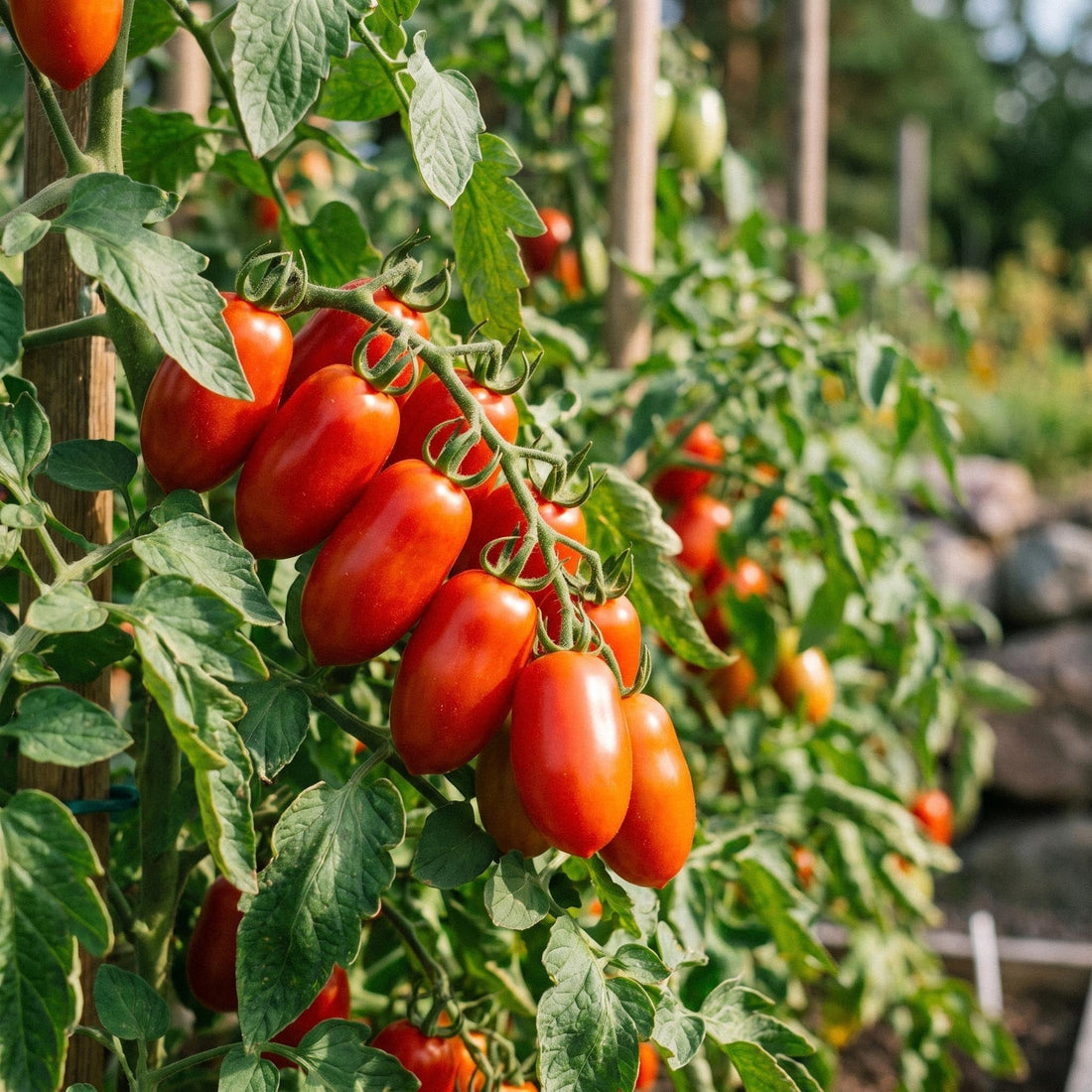 Graines de snack tomate 'Phiabella F1' - 5 graines biologiques