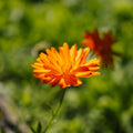 Graines de souci des jardins - 70 graines biologiques