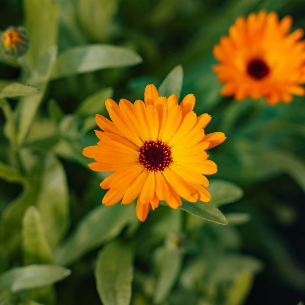 Graines de souci des jardins - 70 graines biologiques