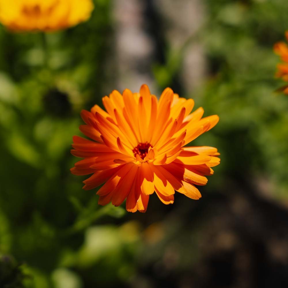 Graines de souci des jardins - 70 graines biologiques