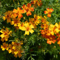 Graines de tagètes 'French Marigold' - 75 graines biologiques