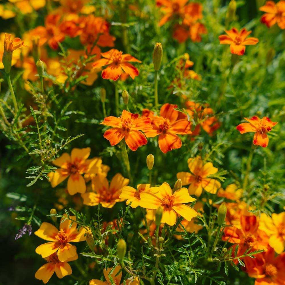 Graines de tagètes 'French Marigold Mix' - 75 graines biologiques