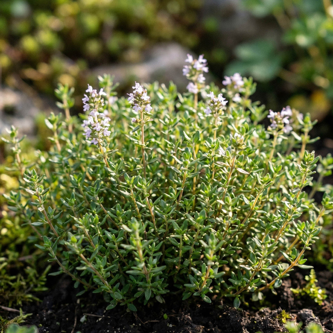 Graines de thym d’été - 250 graines biologiques