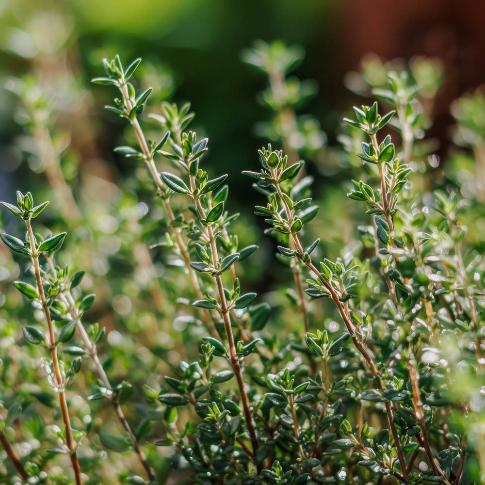 Graines de thym 'German Winter' - 300 graines biologiques