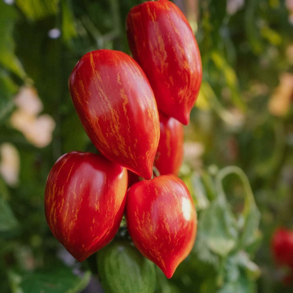 Graines de tomate 'Marmorossa' - 10 graines biologiques
