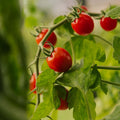 Graines de tomates cerises 'Bartelly F1' - 5 graines biologiques