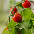 Graines de tomates cerises 'Bartelly F1' - 5 graines biologiques