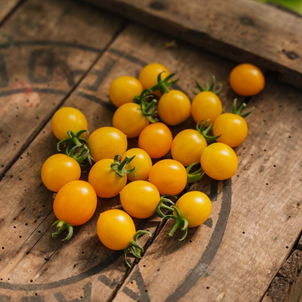 Graines de tomates cerises 'Yellow Clementine' - 20 graines biologiques