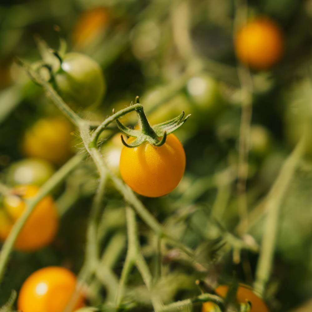 Graines de tomates cerises 'Yellow Clementine' - 20 graines biologiques