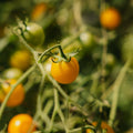 Graines de tomates cerises 'Yellow Clementine' - 20 graines biologiques