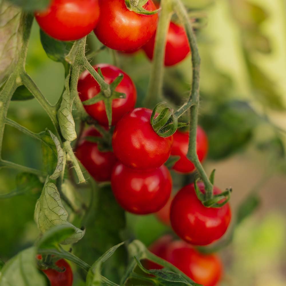 Graines de tomates cerises 'Zuckertraube' - 30 graines biologiques