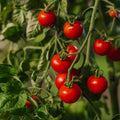 Graines de tomates cerises 'Zuckertraube' - 30 graines biologiques