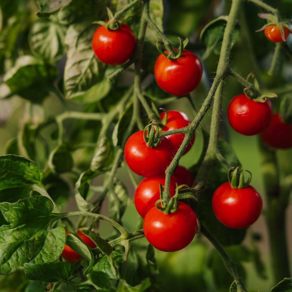 Graines de tomates cerises 'Zuckertraube' - 30 graines biologiques