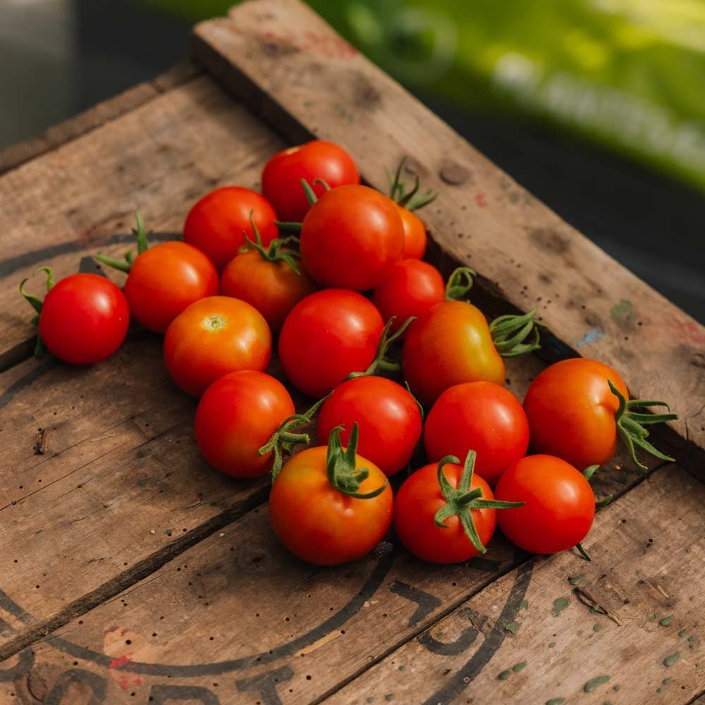 Graines de tomates cerises 'Zuckertraube' - 30 graines biologiques