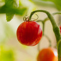 Graines de tomates 'Tigerella Bicolore' - 40 graines biologiques