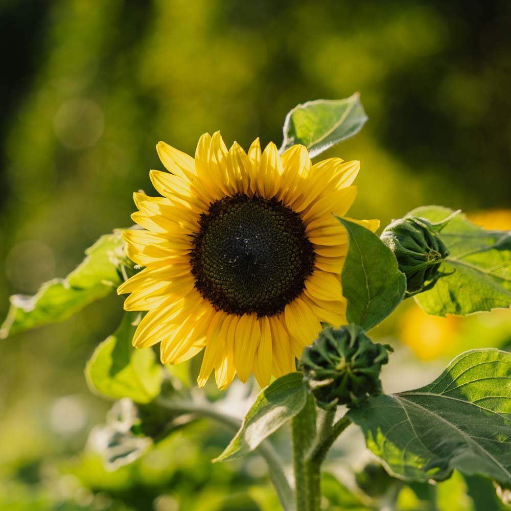 Graines de tournesol 'à fleurs moyennes' - 20 graines biologiques