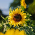 Graines de tournesol 'à fleurs moyennes' - 20 graines biologiques