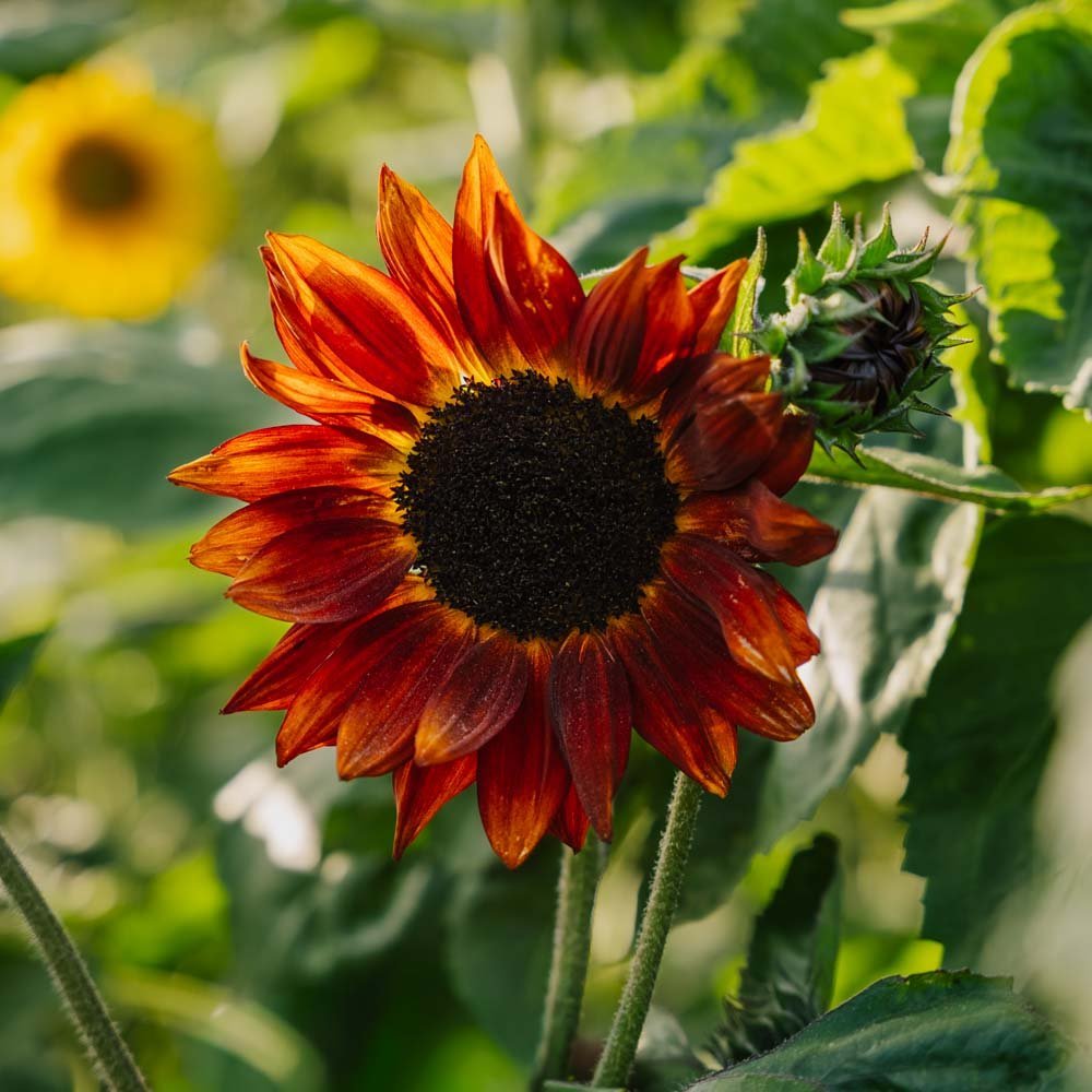 Graines de tournesol 'Velvet Queen' - 10 graines biologiques