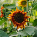 Graines de tournesol 'Velvet Queen' - 10 graines biologiques