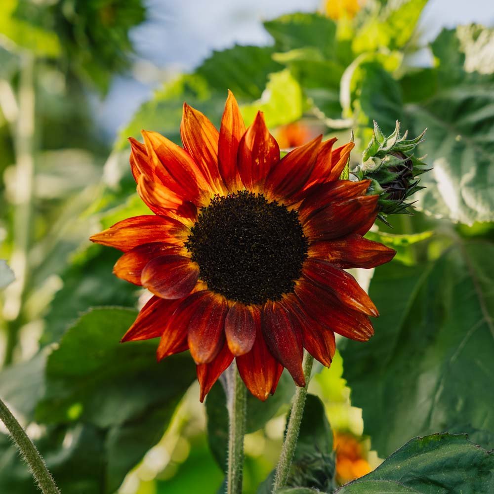 Graines de tournesol 'Velvet Queen' - 10 graines biologiques