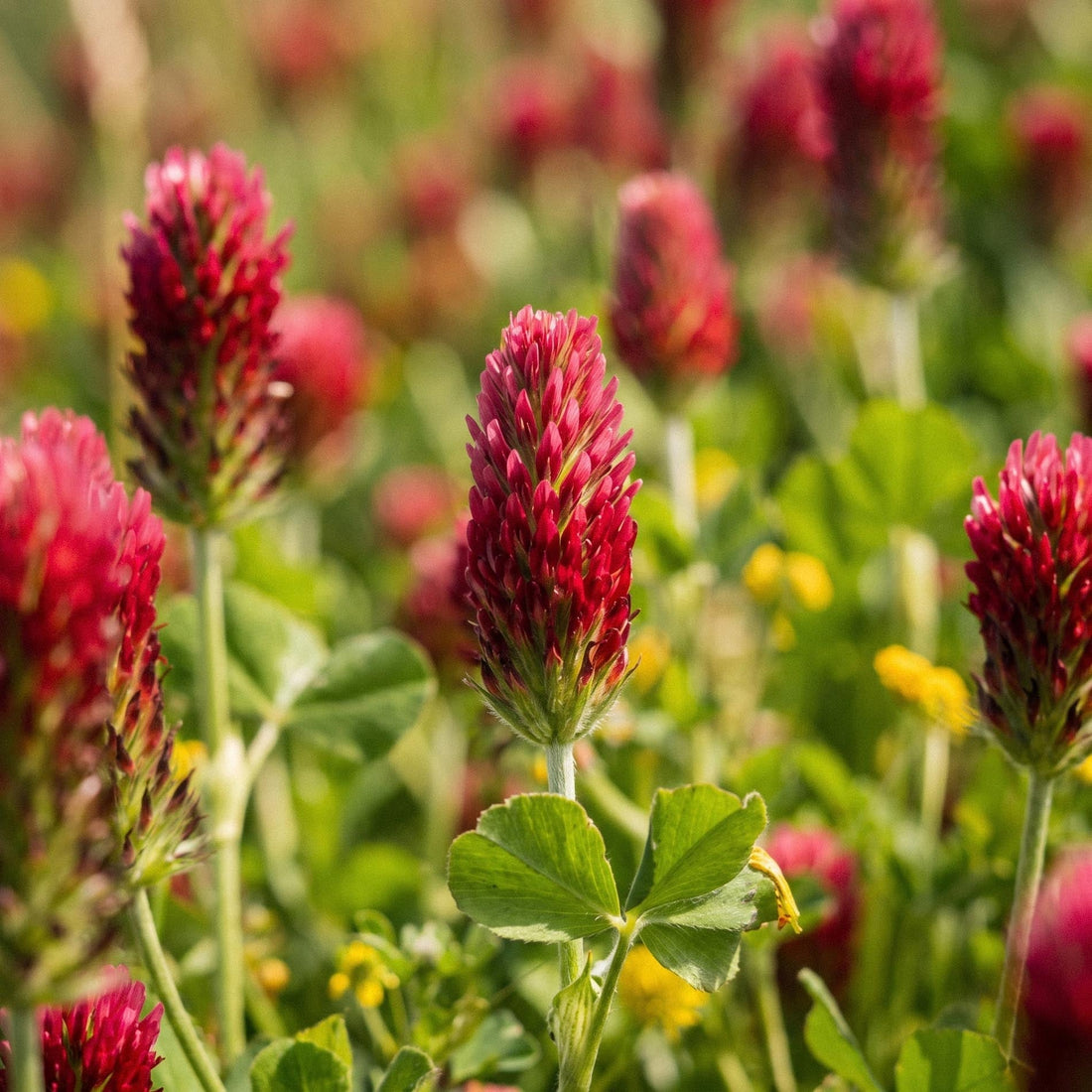 Graines de trèfle incarnat 'Crimson clover' - 1000 graines biologiques