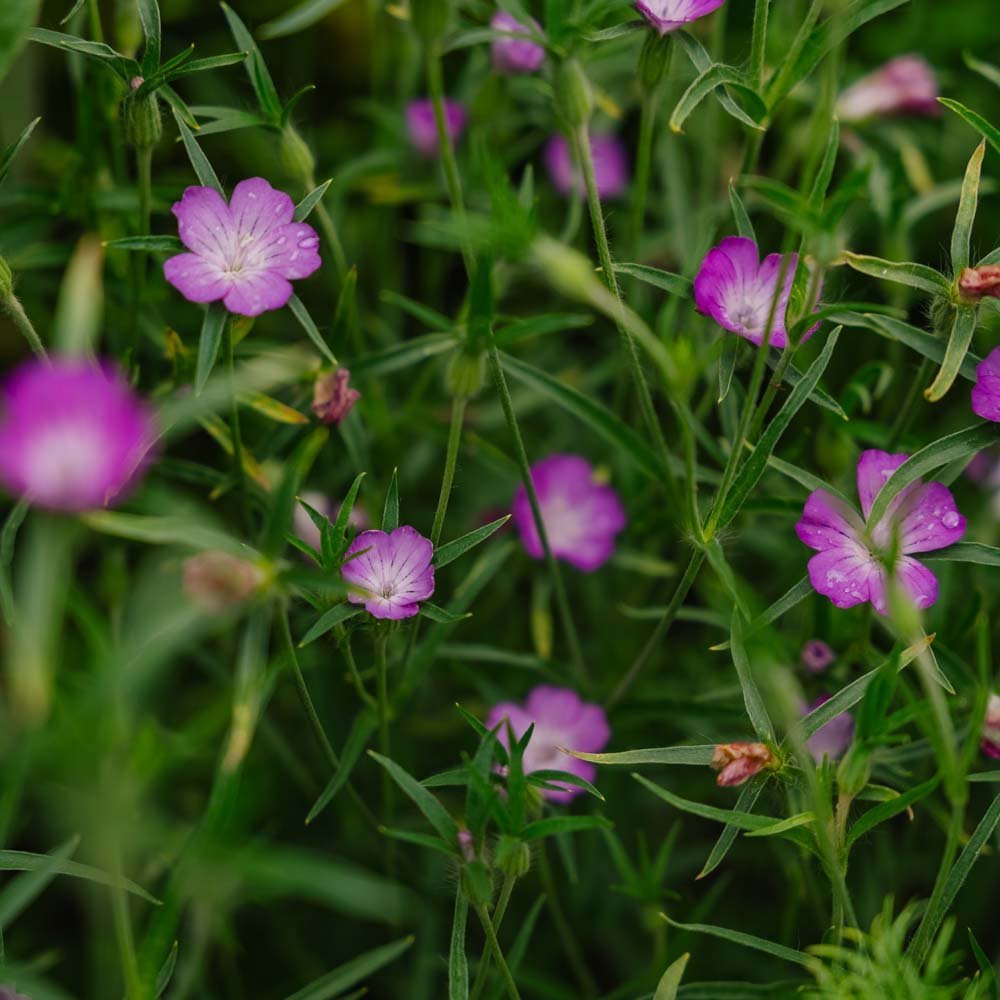 Graines de verge d'or - 150 graines biologiques