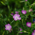 Graines de verge d'or - 150 graines biologiques