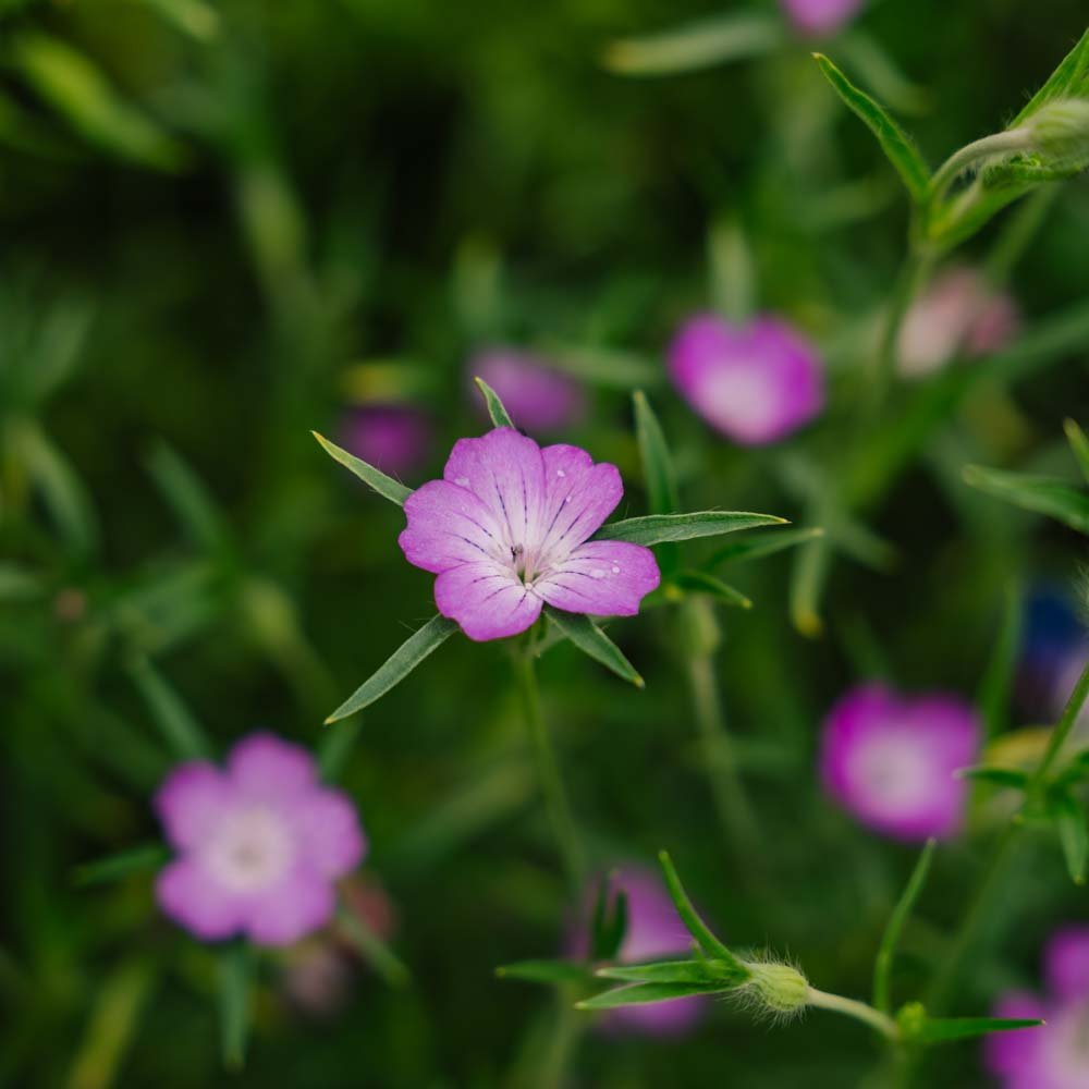 Graines de verge d'or - 150 graines biologiques
