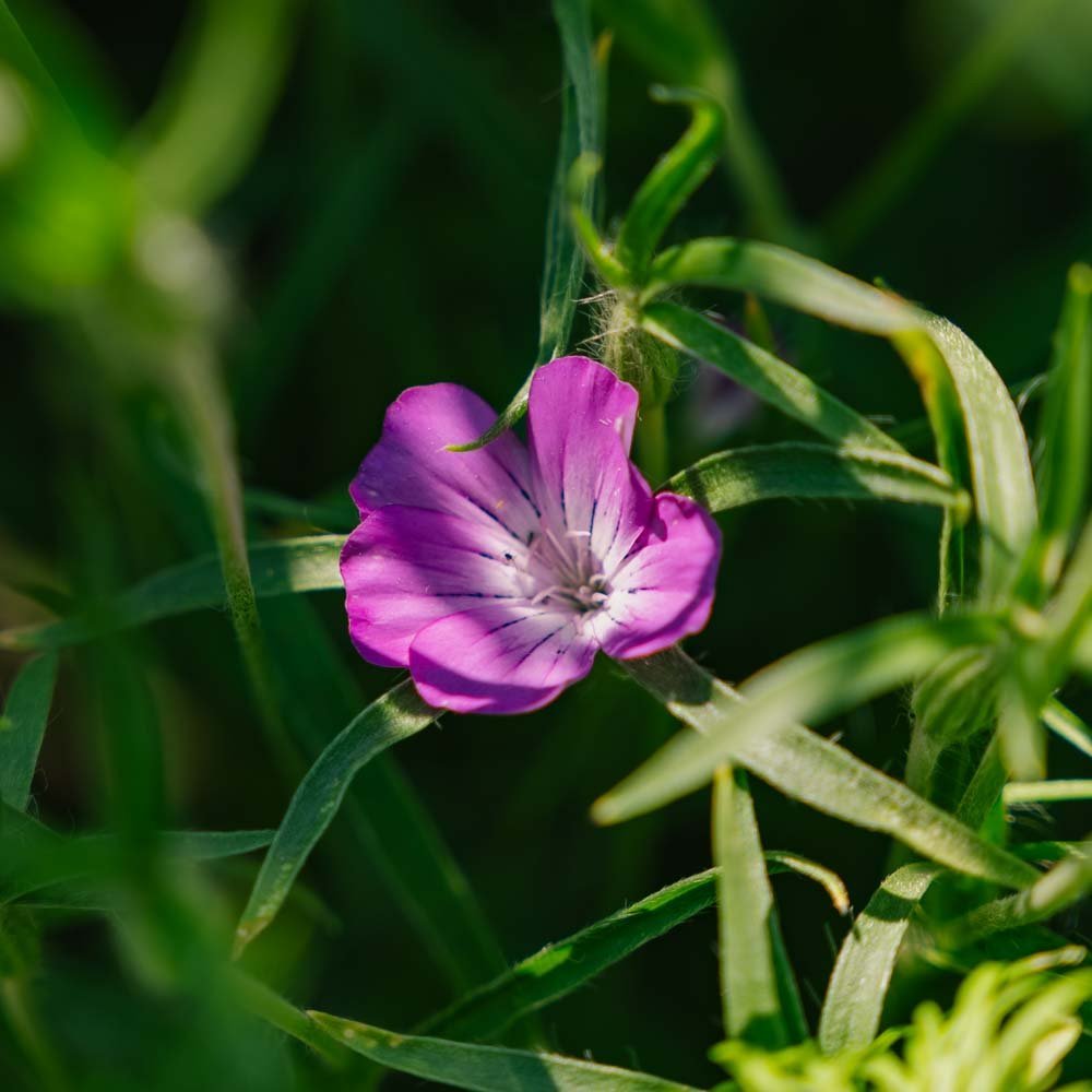 Graines de verge d'or - 150 graines biologiques