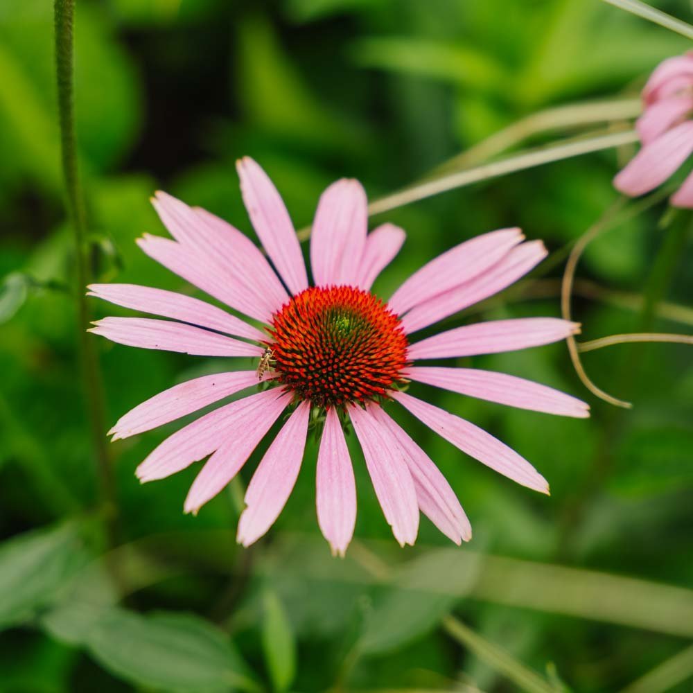 Graines d'échinacée pourpre - 90 graines biologiques