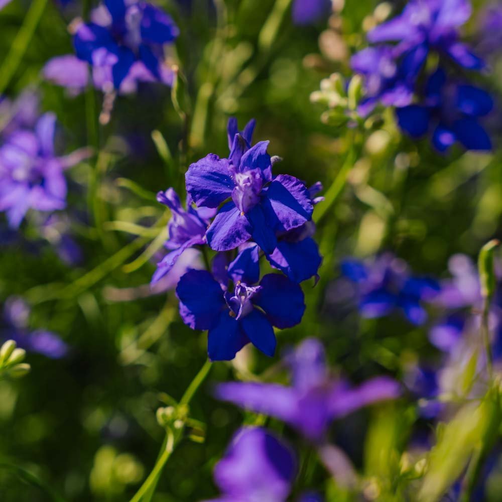 Graines d'éperon de chevalier 'Doubtful Knight's Spur' - 200 graines biologiques