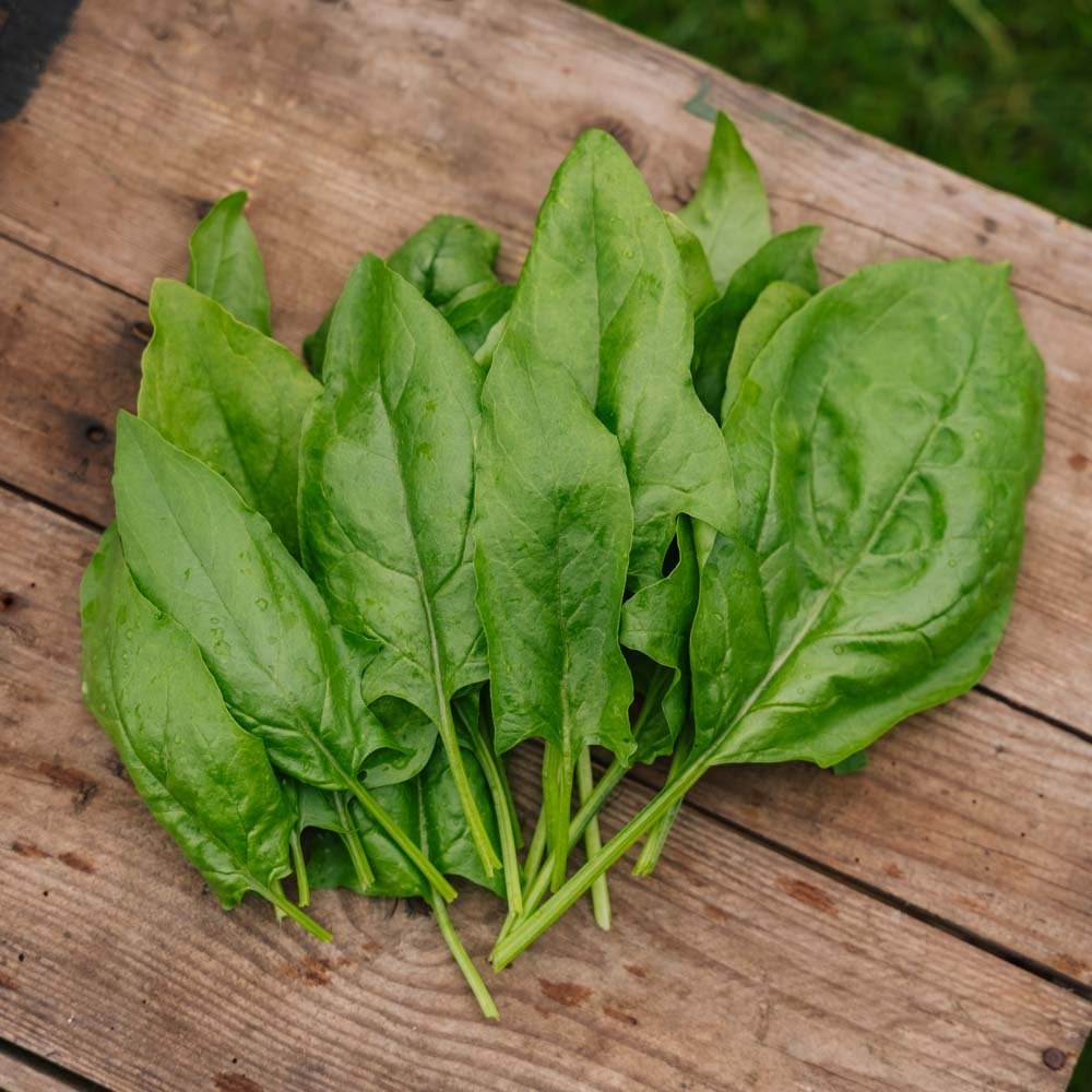 Graines d'épinards 'Early Giant Leaf' - 125 graines biologiques