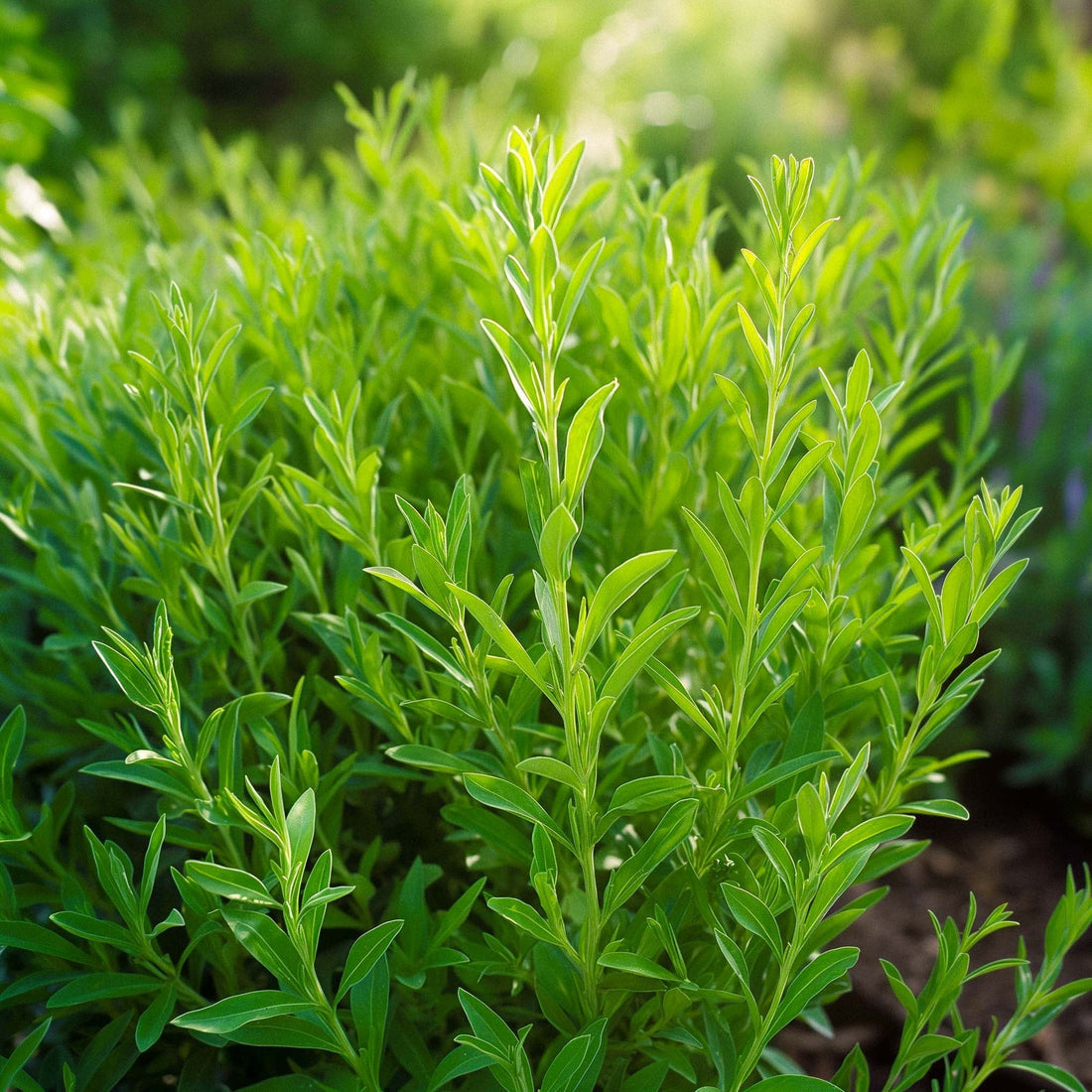 Graines d'hysope - 300 graines biologiques