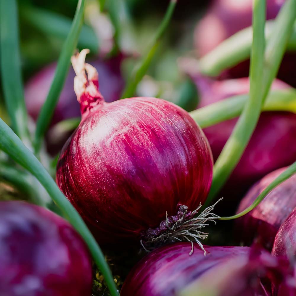 Graines d'oignon rouge 'Red Baron' - 100 graines biologiques