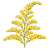 Solidago tiges